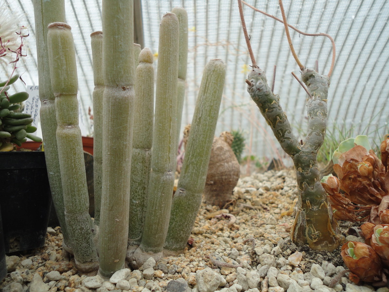 PLANTEMANIA Dsc03759