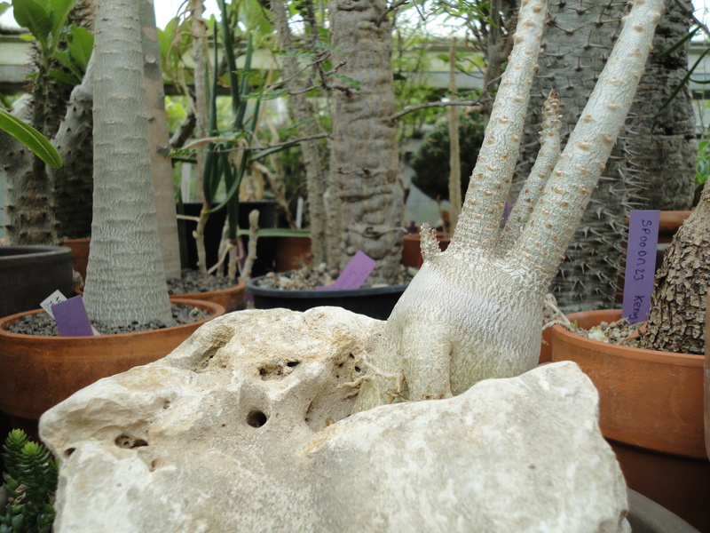 PLANTEMANIA Dsc03765