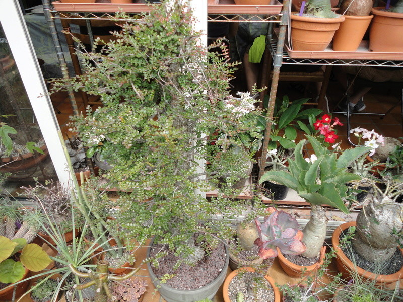 PLANTEMANIA Dsc03819