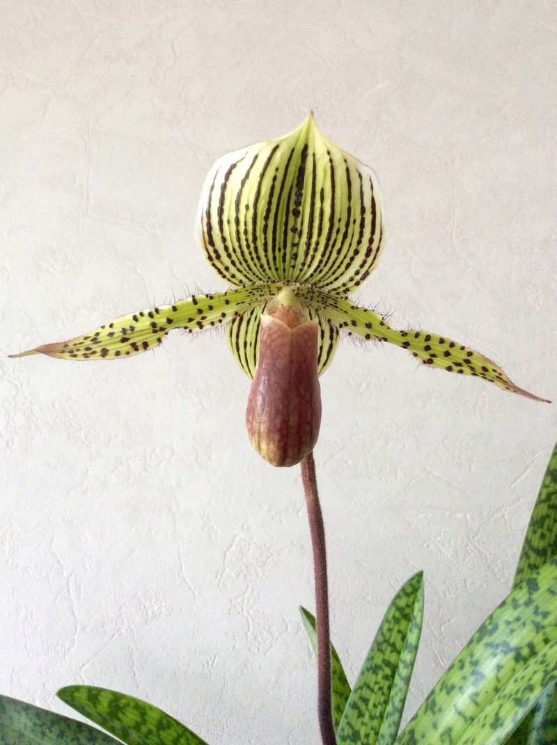 Paphiopedilum Wiertzianum Image26