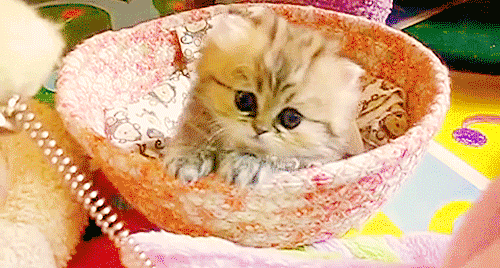 Cute kitty cats hilarious memes Cutest11