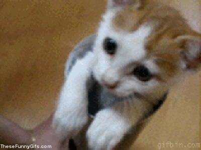 Cute kitty cats hilarious memes Gif610