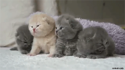 Cute kitty cats hilarious memes Kitten10