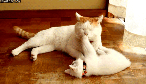Cute kitty cats hilarious memes Tumblr10