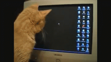 Cute kitty cats hilarious memes Tumblr11