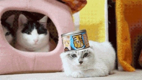 Cute kitty cats hilarious memes Tumblr12