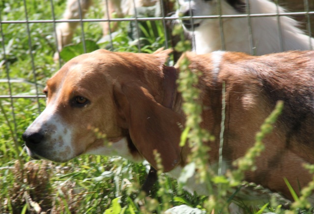 ALIENOR, croisée beagle pointer, 4 ans, femelle Img_1943