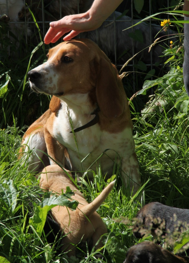 ALIENOR, croisée beagle pointer, 4 ans, femelle Img_1944