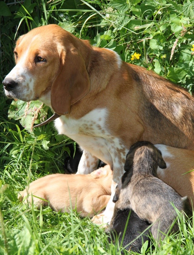 ALIENOR, croisée beagle pointer, 4 ans, femelle Img_1950