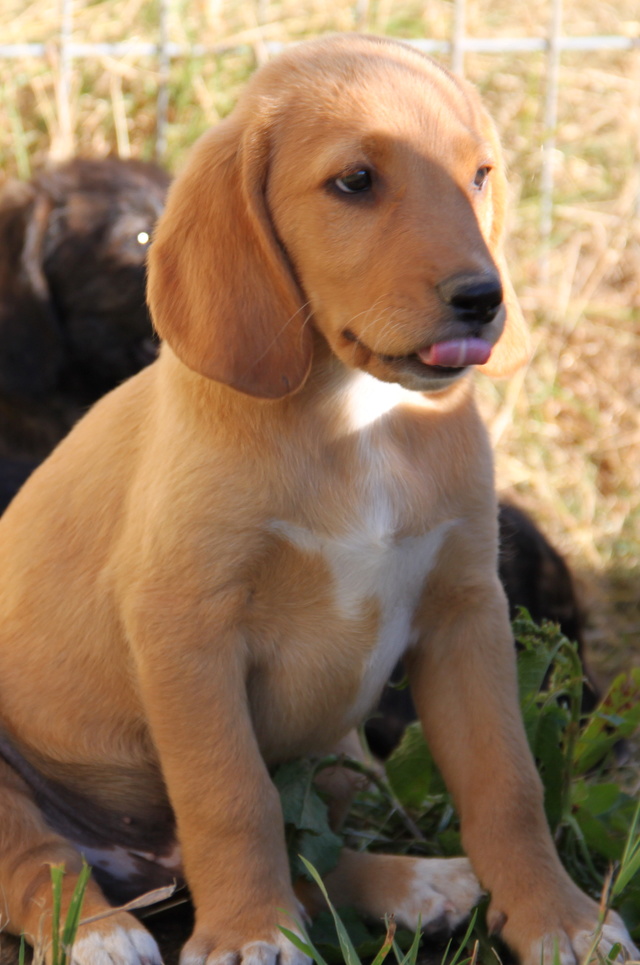 MIKO, chiot croisé, 2 mois - M Img_2245