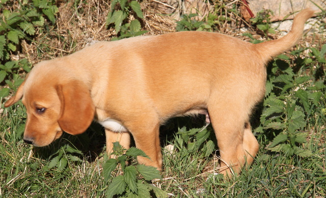 MIKO, chiot croisé, 2 mois - M Img_2246