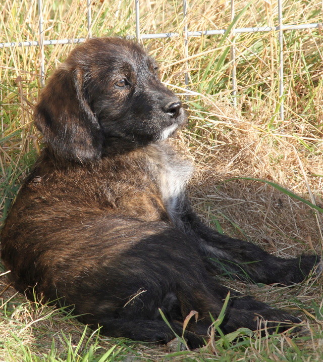 MELBA, chiot croisé, 2 mois - F Img_2261