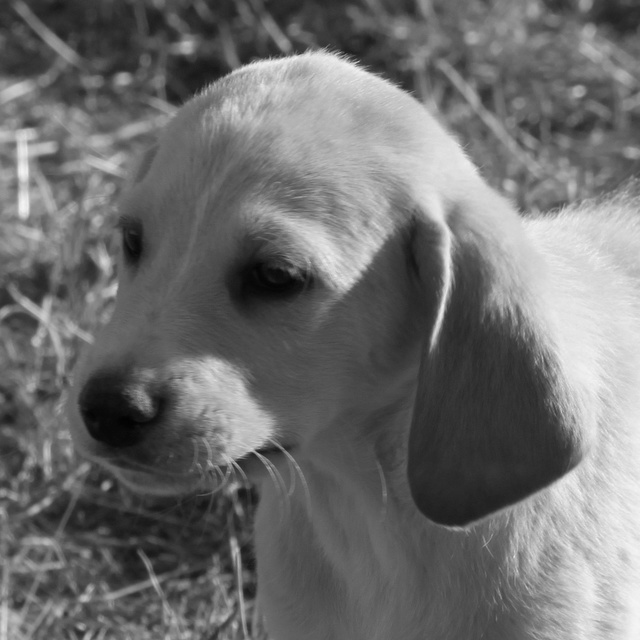 MIKADO, chiot croisé, 2 mois, M Img_2312