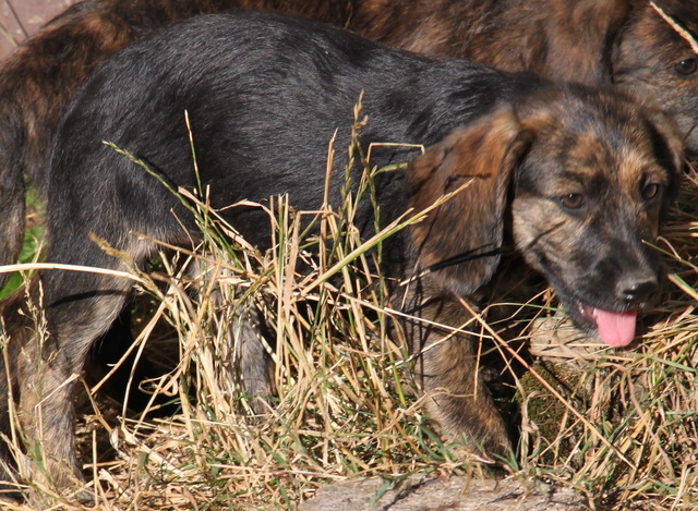 MILANE, chiot croisé, 3 mois - F Img_2363