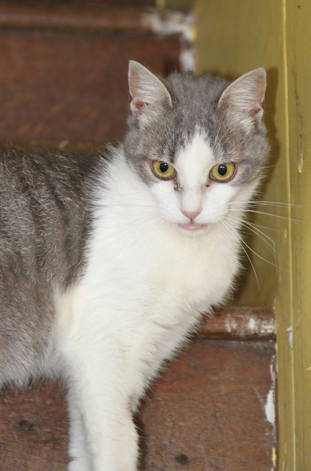 [SAUVETAGE] HARLINDE, européenne tigrée et blanche, 3 ans - F- Fiv+ Img_2415