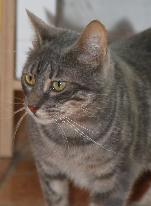 [SAUVETAGE] ALARIC, européen tigré gris, 4 ans - M Fiv+ Img_2423