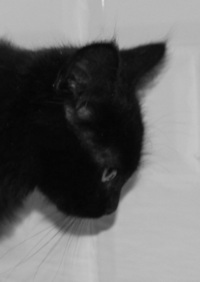 MICHOCO, chaton noir, 4 mois - M Img_2522