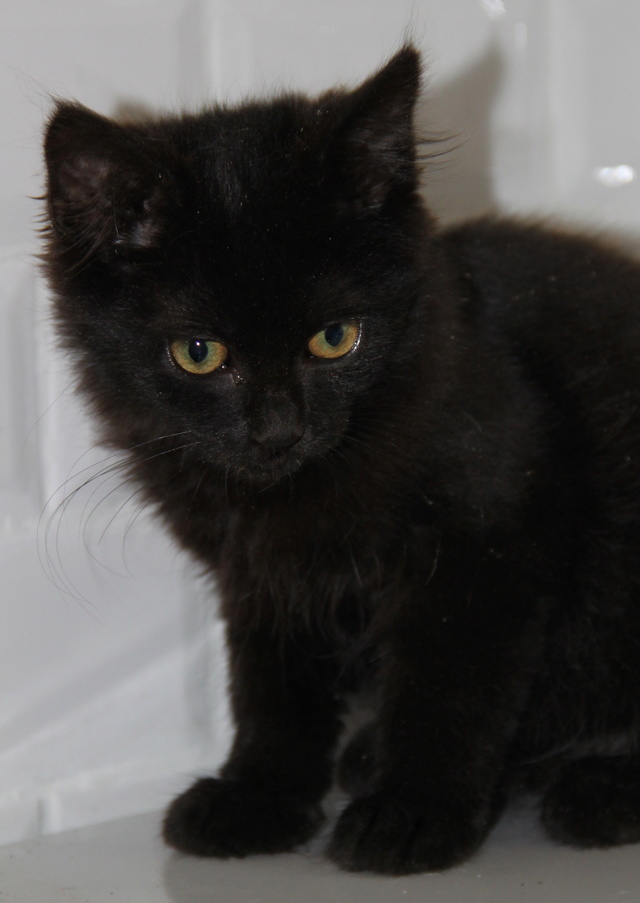 MICHOCO, chaton noir, 4 mois - M Img_2524