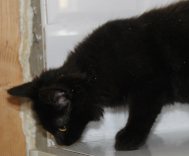 MICHOCO, chaton noir, 4 mois - M Img_2525