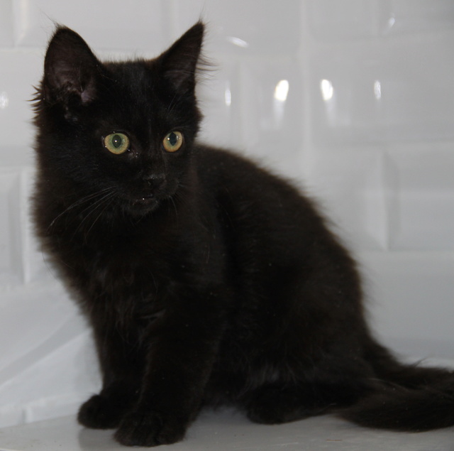 MICHOCO, chaton noir, 4 mois - M Img_2526