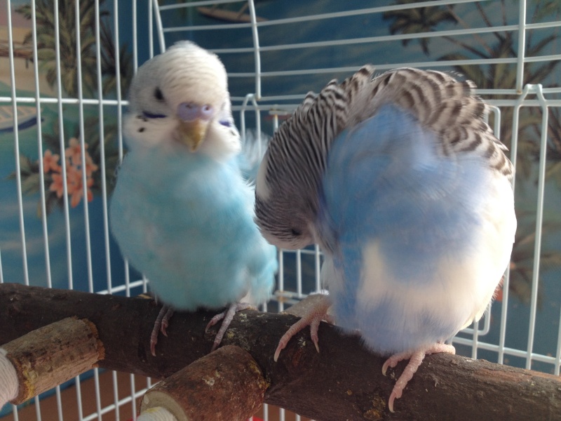 Deux nouveaux petits Img_5812