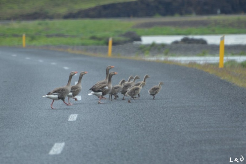 Road trip en Islande : pays de feu et de glace Isl_2610