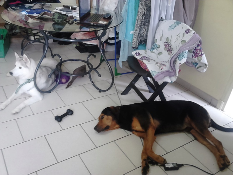 dur dur d"etre un chien 12110
