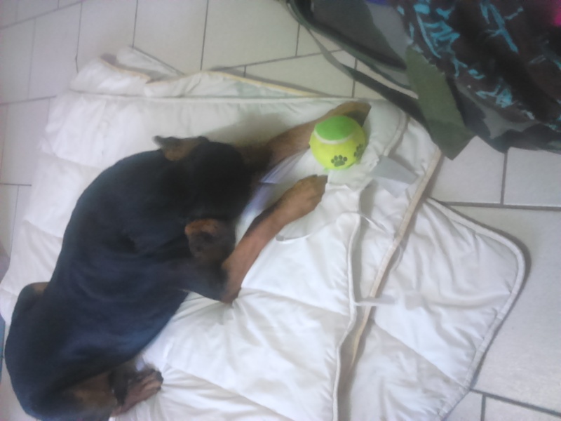 dur dur d"etre un chien Dsc_0410