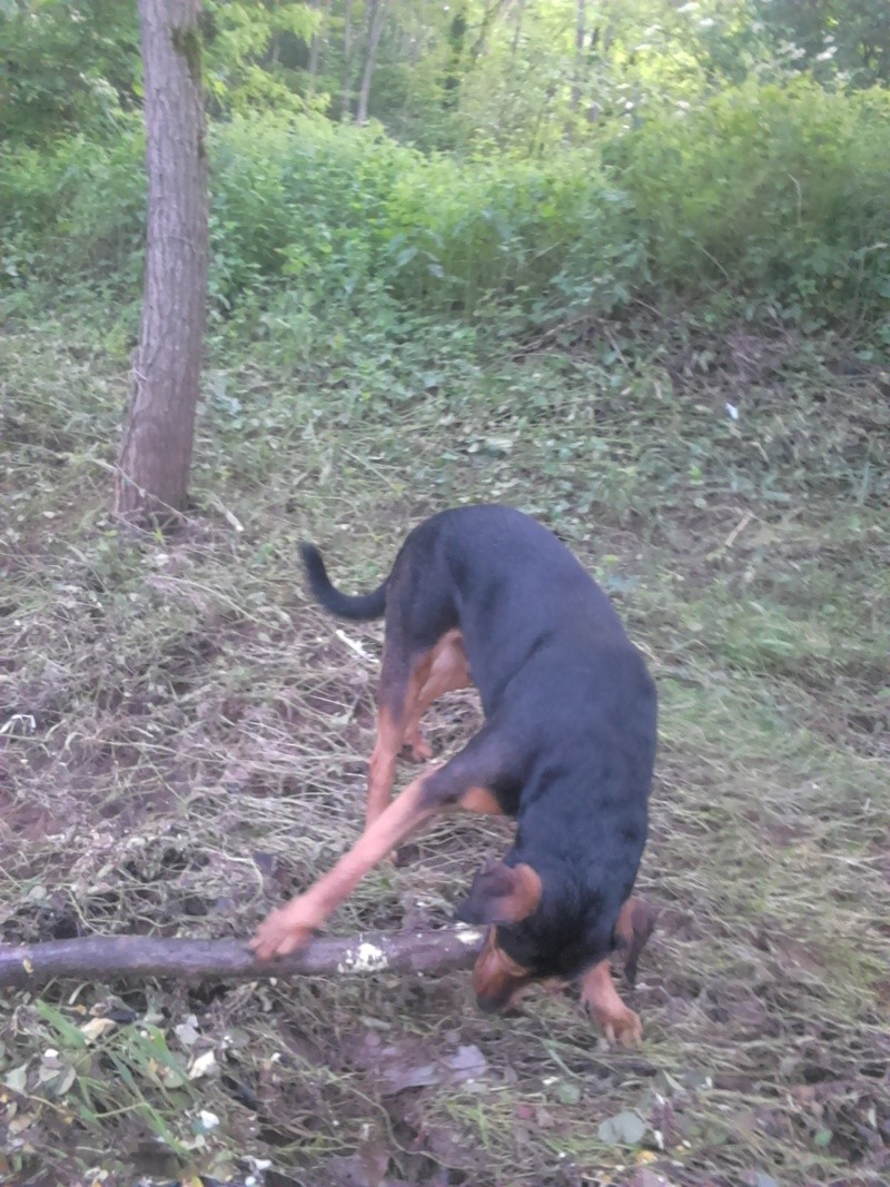 dur dur d"etre un chien Dsc_0513