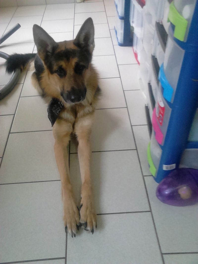 dur dur d"etre un chien Dsc_0811