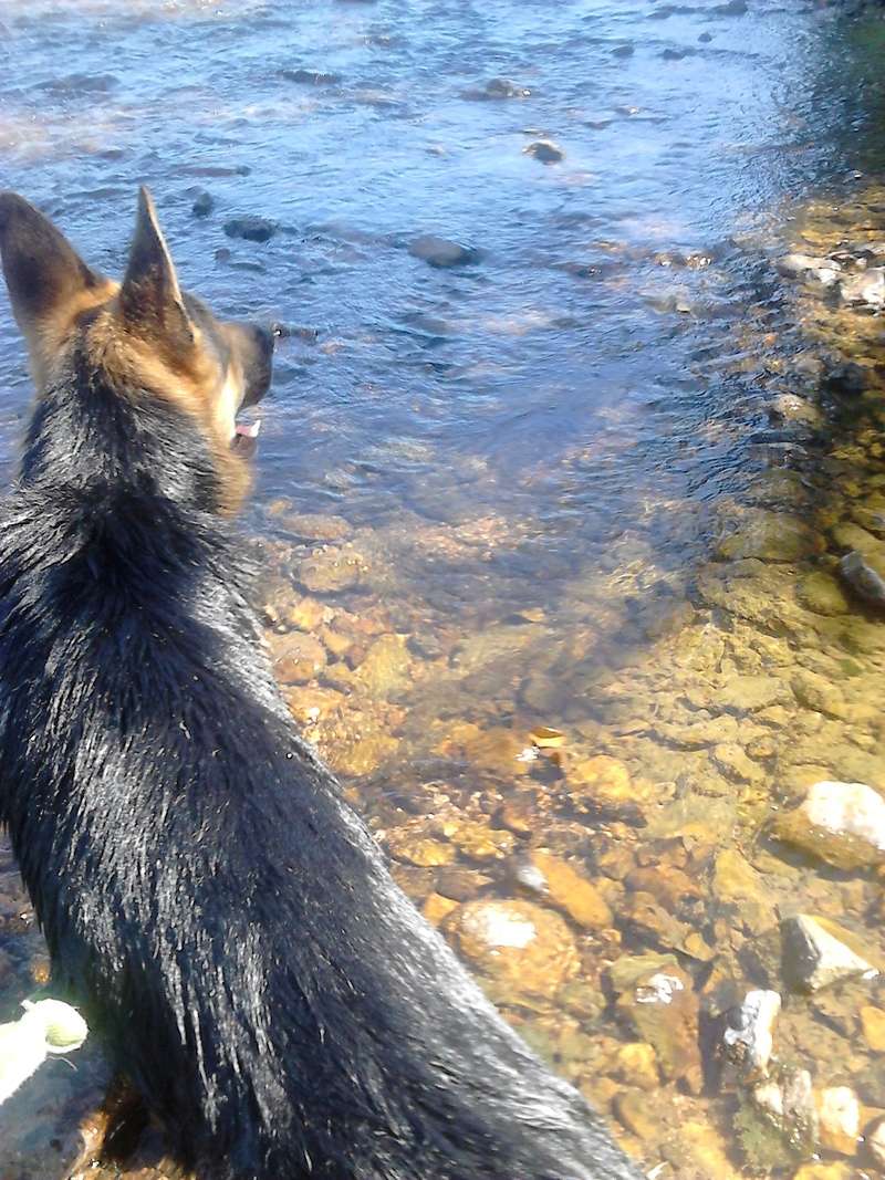 dur dur d"etre un chien Dsc_0814