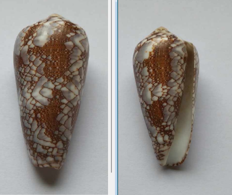 Conus pennaceus Born, 1778 Conus_11