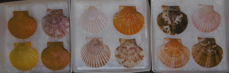 Aequipecten opercularis (Linnaeus, 1758) - Page 2 Opercu10