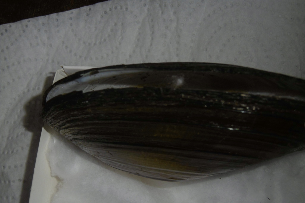 Anodonta anatina  P1010323