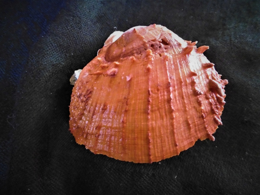 Spondylus candidus Lamarck, 1819 P1010522