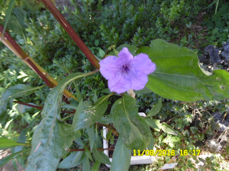 plante fleur bleue  , ruellia brittoniana Sam_0813