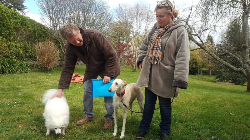 Chica - Podenca/Galga - 2 ans - En FA en France 13453010