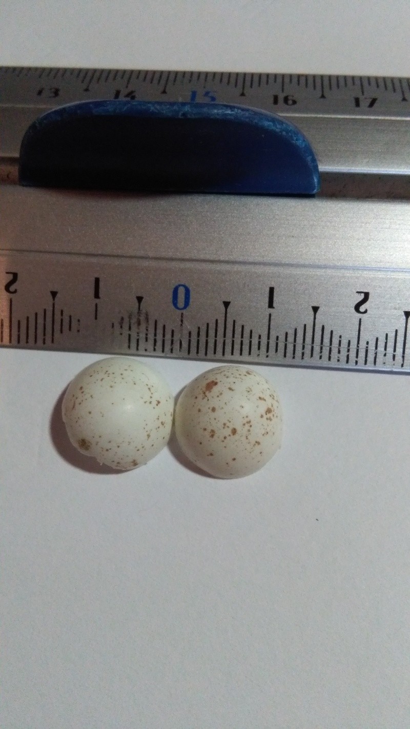 Identification tout petit œuf Img_2012