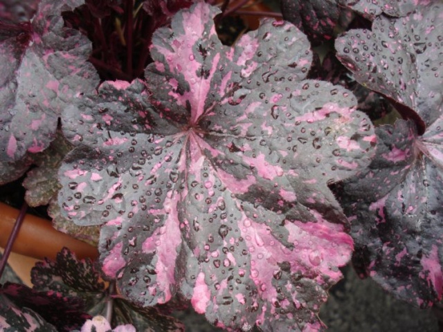 Les fleurs de nos jardins Heuche11