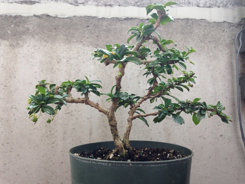 Health and Styling advice for a twin trunk Small leaf Fukien Tea Img_1211