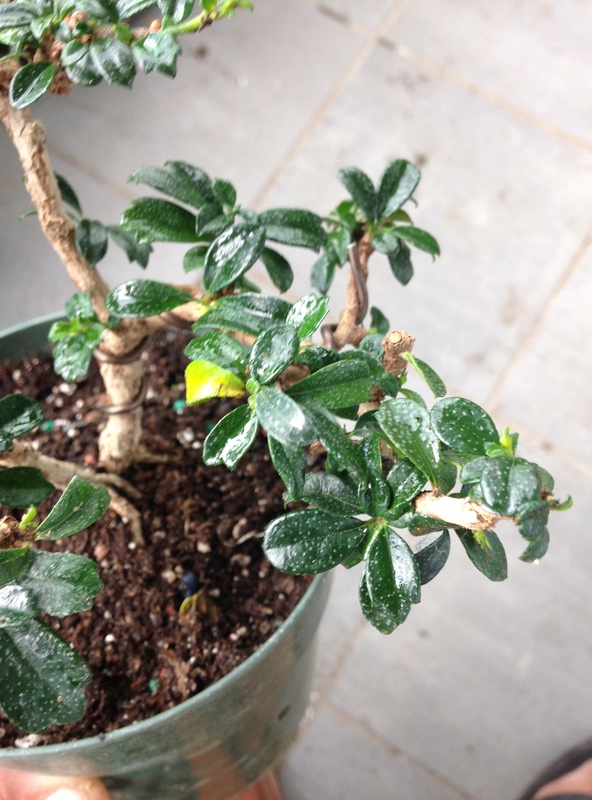 Health and Styling advice for a twin trunk Small leaf Fukien Tea Img_2012