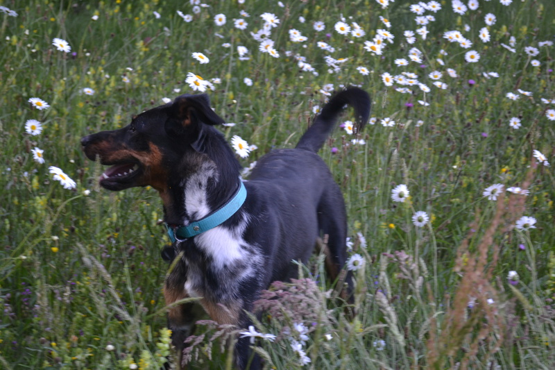 Inuk, femelle beauceron arlequin née en décembre 2013 - Page 2 Dsc_0310