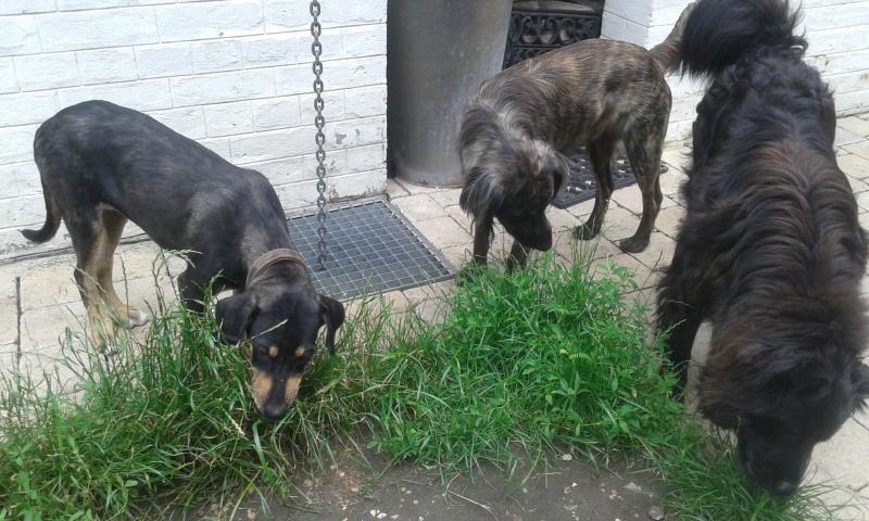 MANGA croisée cane corso-créole - GUADELOUPE 20160625