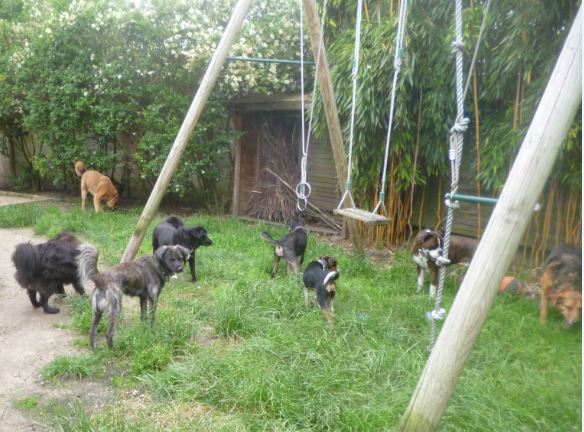 MANGA croisée cane corso-créole - GUADELOUPE Ensebl10