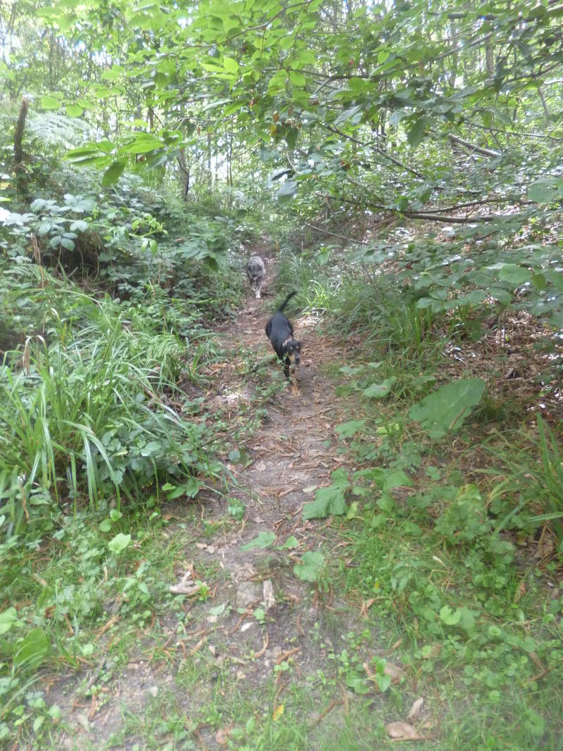 MANGA croisée cane corso-créole - GUADELOUPE P1130122