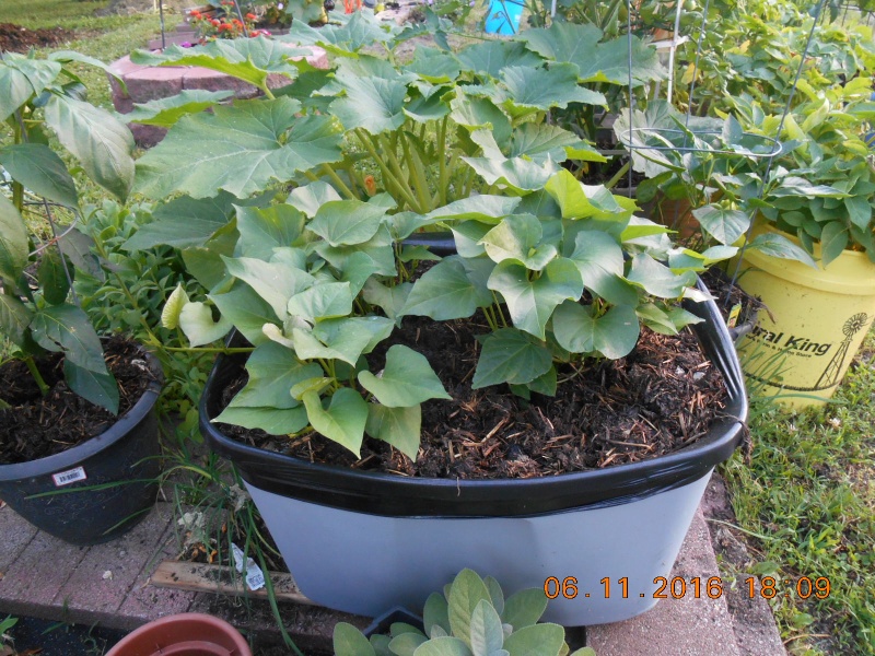 Sweet Potatoes Sweet_10