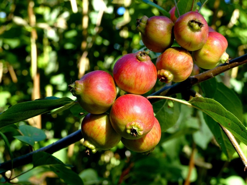 Mespilus germanica - néflier P1120923