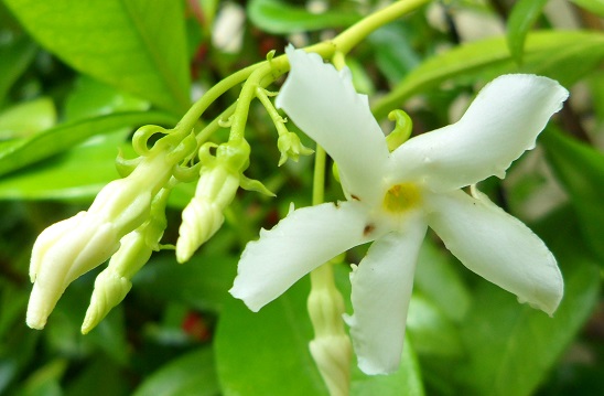 Jasmin étoilé (Rhyncospermum anciennementTrachelospermum jasminoides) Sam_7415