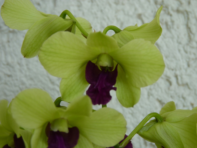 Dies sind meine Orchideen 14_20110