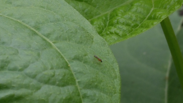 Let's play NAME THAT BUG! Fly_bu10